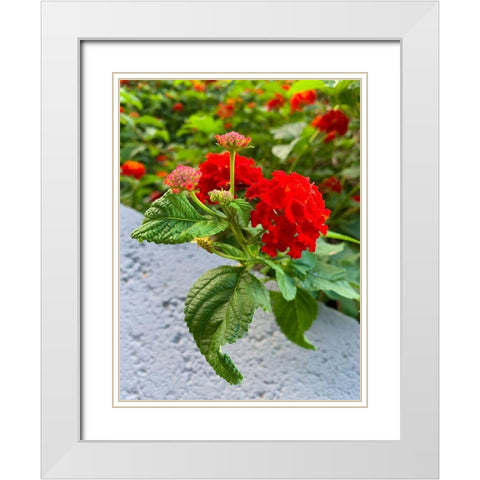 Lantana IV White Modern Wood Framed Art Print with Double Matting by Grayscale