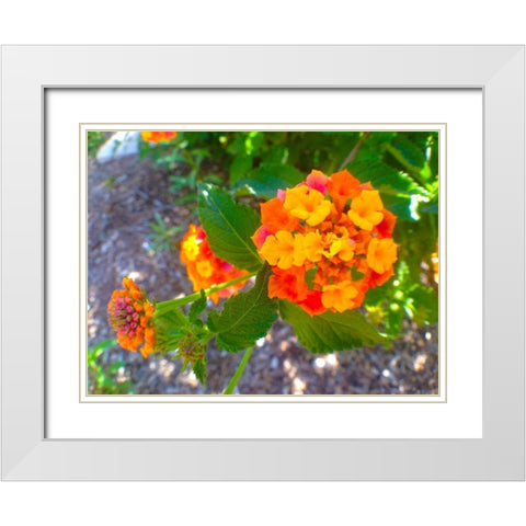 Lantana V White Modern Wood Framed Art Print with Double Matting by Grayscale