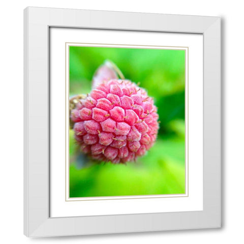 Pink Cluster I White Modern Wood Framed Art Print with Double Matting by Grayscale