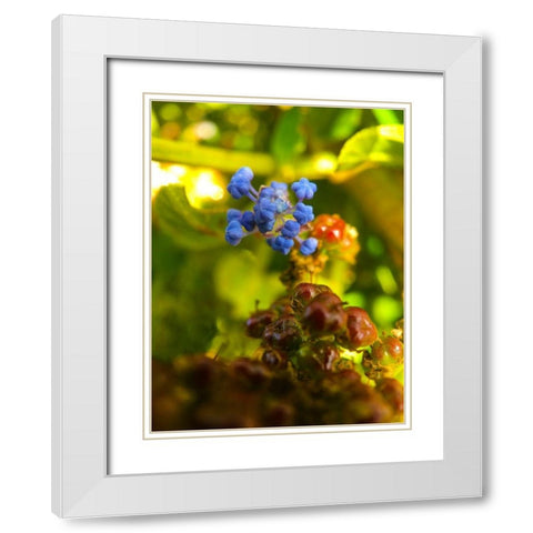Waking Wildflowers I White Modern Wood Framed Art Print with Double Matting by Grayscale