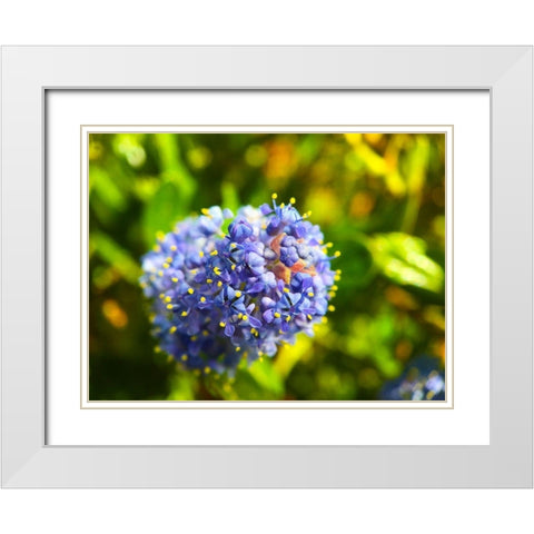 Onion Blooms I White Modern Wood Framed Art Print with Double Matting by Grayscale