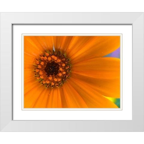 Orange Wildflower II White Modern Wood Framed Art Print with Double Matting by Grayscale