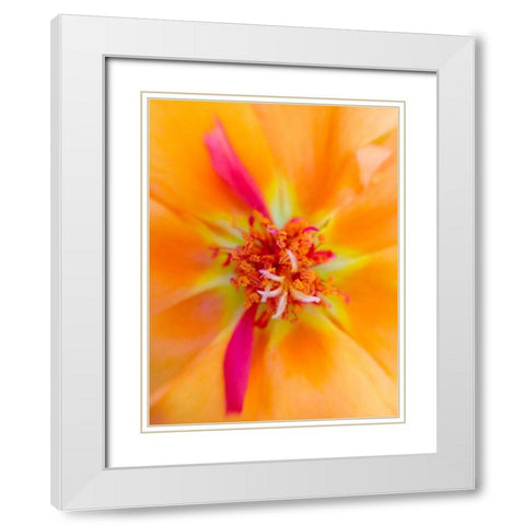 Orange Wildflower III White Modern Wood Framed Art Print with Double Matting by Grayscale
