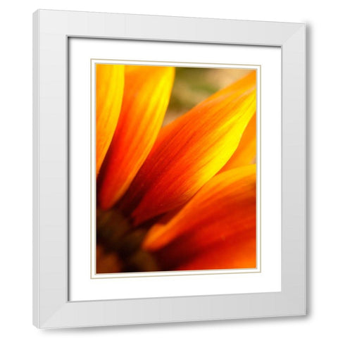 Orange Wildflower IV White Modern Wood Framed Art Print with Double Matting by Grayscale
