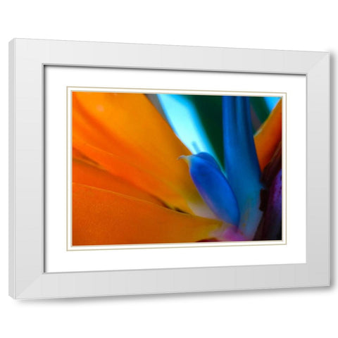Bird Of Paradise I White Modern Wood Framed Art Print with Double Matting by Grayscale