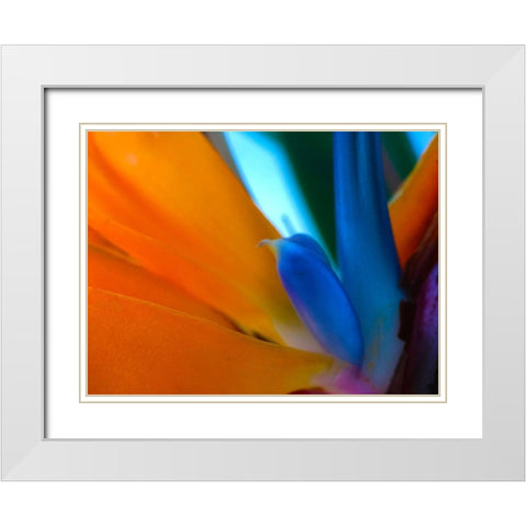 Bird Of Paradise I White Modern Wood Framed Art Print with Double Matting by Grayscale