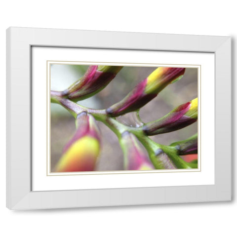 Spine I White Modern Wood Framed Art Print with Double Matting by Grayscale