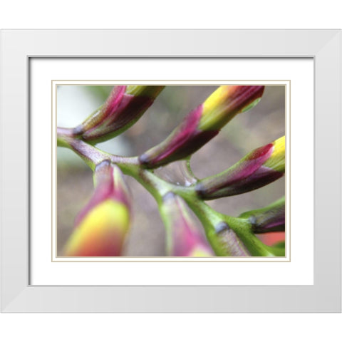 Spine I White Modern Wood Framed Art Print with Double Matting by Grayscale