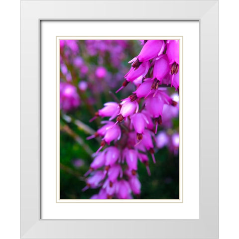 Pink Cluster II White Modern Wood Framed Art Print with Double Matting by Grayscale