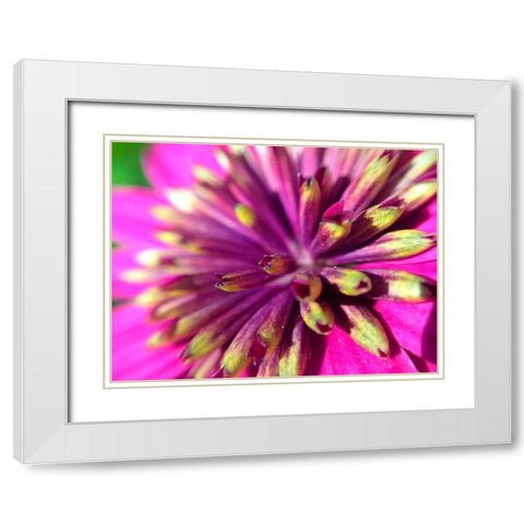 Pink Cluster III White Modern Wood Framed Art Print with Double Matting by Grayscale