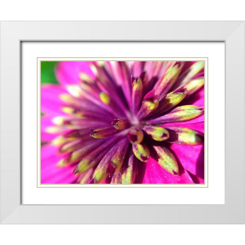 Pink Cluster III White Modern Wood Framed Art Print with Double Matting by Grayscale