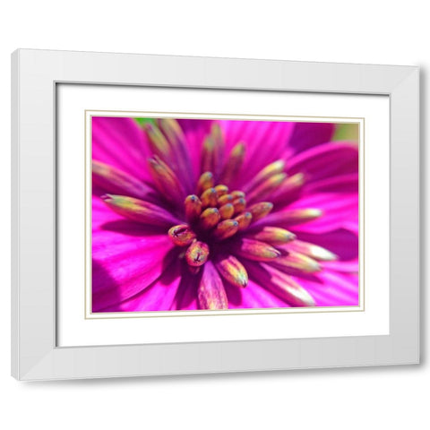 Pink Cluster IV White Modern Wood Framed Art Print with Double Matting by Grayscale