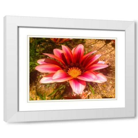 Candy Striped Bloom II White Modern Wood Framed Art Print with Double Matting by Grayscale