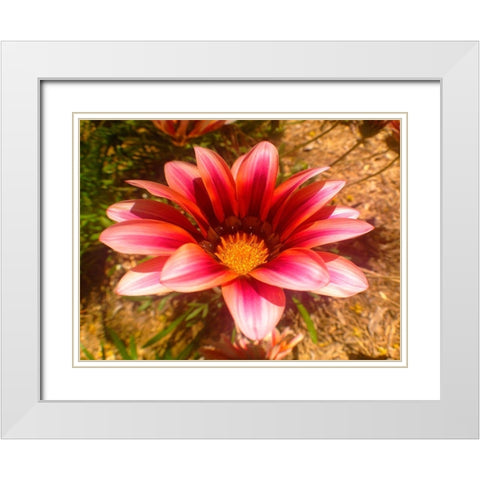 Candy Striped Bloom II White Modern Wood Framed Art Print with Double Matting by Grayscale