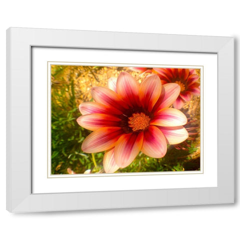 Candy Striped Bloom III White Modern Wood Framed Art Print with Double Matting by Grayscale