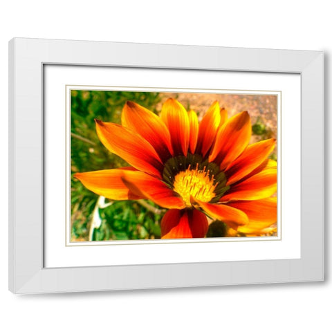 Candy Striped Bloom IV White Modern Wood Framed Art Print with Double Matting by Grayscale