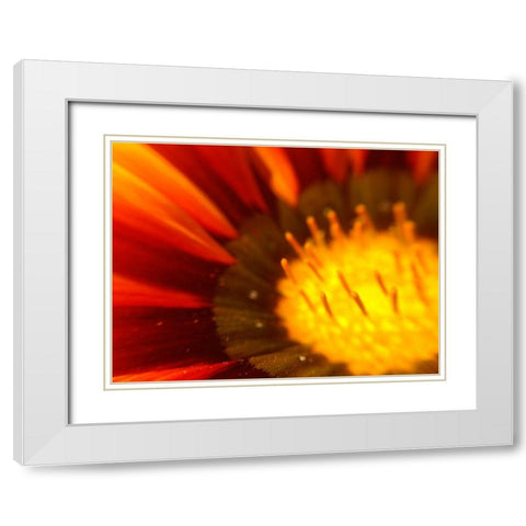 Candy Striped Bloom V White Modern Wood Framed Art Print with Double Matting by Grayscale