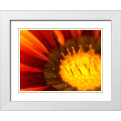Candy Striped Bloom V White Modern Wood Framed Art Print with Double Matting by Grayscale