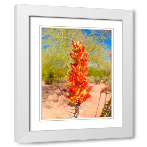 Cactus Blooms I White Modern Wood Framed Art Print with Double Matting by Grayscale