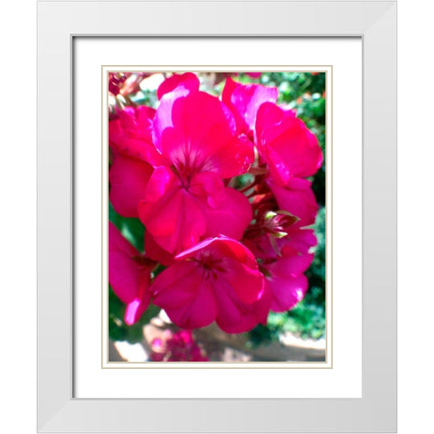 Red Begonias I White Modern Wood Framed Art Print with Double Matting by Grayscale