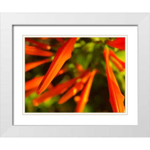 Orange Spikes I White Modern Wood Framed Art Print with Double Matting by Grayscale