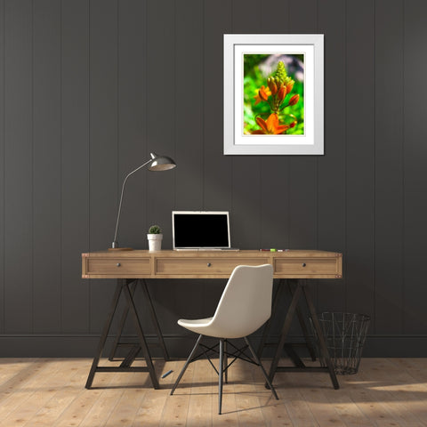 Orange Blooms II White Modern Wood Framed Art Print with Double Matting by Grayscale
