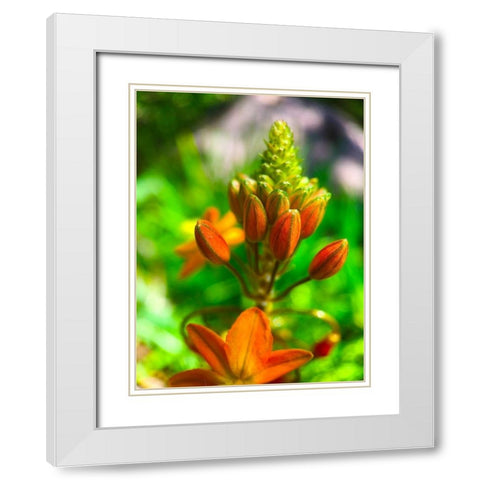 Orange Blooms II White Modern Wood Framed Art Print with Double Matting by Grayscale