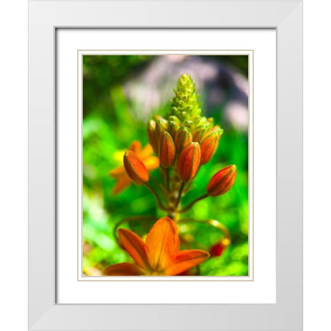 Orange Blooms II White Modern Wood Framed Art Print with Double Matting by Grayscale