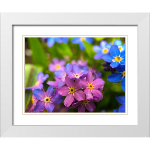 Blue and Purple Blooms I White Modern Wood Framed Art Print with Double Matting by Grayscale