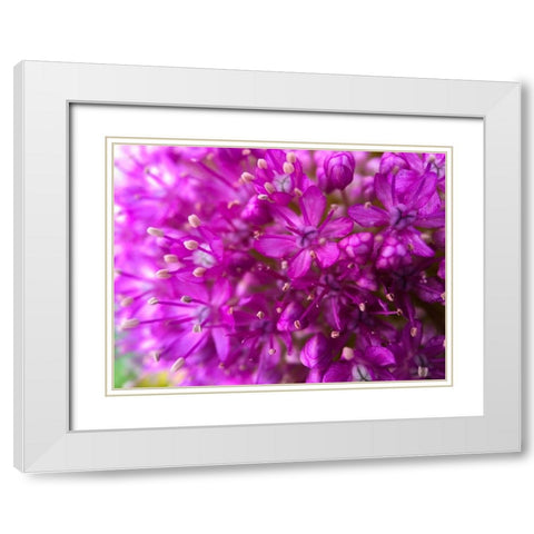 Purple Cluster III White Modern Wood Framed Art Print with Double Matting by Grayscale