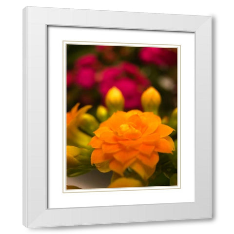 Yellow Blooms V White Modern Wood Framed Art Print with Double Matting by Grayscale
