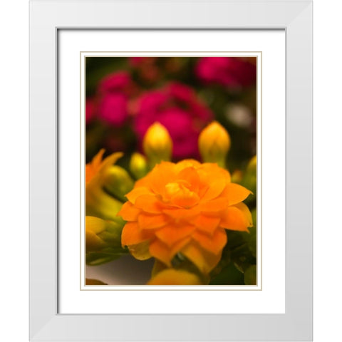 Yellow Blooms V White Modern Wood Framed Art Print with Double Matting by Grayscale
