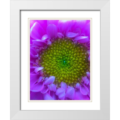 Flower Center I White Modern Wood Framed Art Print with Double Matting by Grayscale