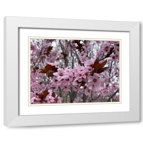 Cherry Blossoms I White Modern Wood Framed Art Print with Double Matting by Grayscale