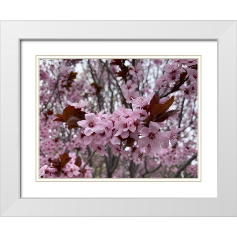Cherry Blossoms I White Modern Wood Framed Art Print with Double Matting by Grayscale