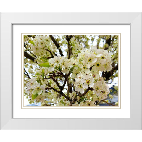 Pear Blossoms I White Modern Wood Framed Art Print with Double Matting by Grayscale