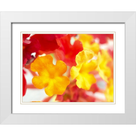 Lantana VI White Modern Wood Framed Art Print with Double Matting by Grayscale