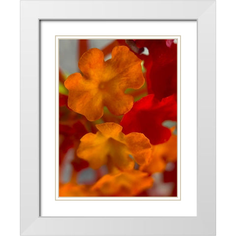 Lantana VII White Modern Wood Framed Art Print with Double Matting by Grayscale