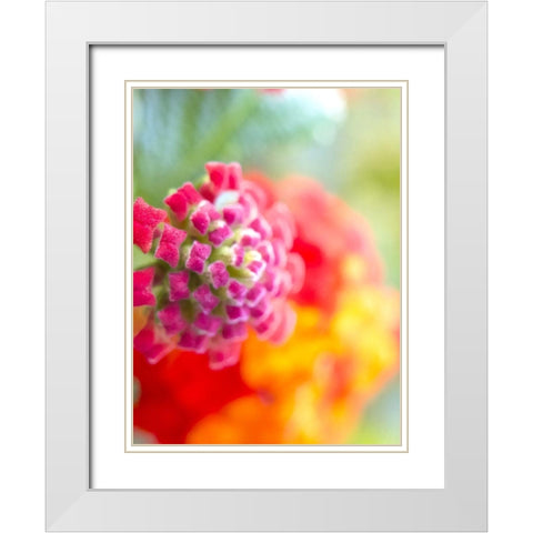 Lantana VIII White Modern Wood Framed Art Print with Double Matting by Grayscale