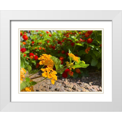 Lantana IX White Modern Wood Framed Art Print with Double Matting by Grayscale