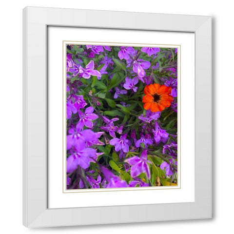 Flower Spot I White Modern Wood Framed Art Print with Double Matting by Grayscale