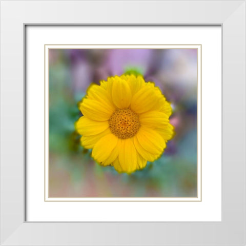 Baby Sunflower White Modern Wood Framed Art Print with Double Matting by Grayscale