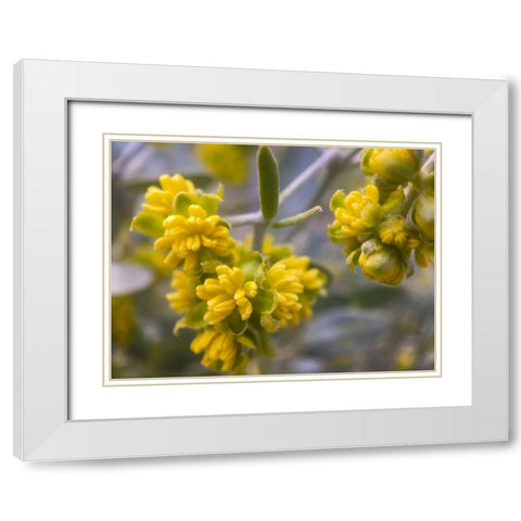 Yellow Buds I White Modern Wood Framed Art Print with Double Matting by Grayscale
