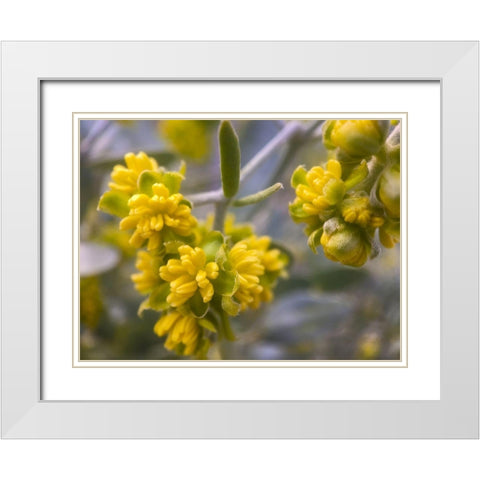 Yellow Buds I White Modern Wood Framed Art Print with Double Matting by Grayscale