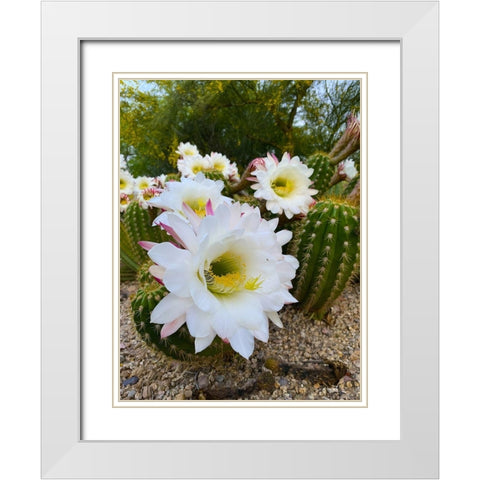 Cactus Flower IV White Modern Wood Framed Art Print with Double Matting by Grayscale