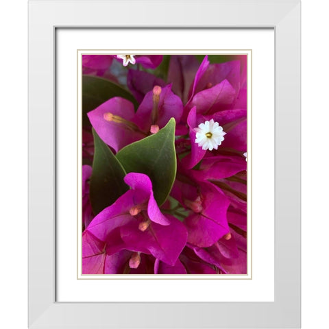 Bougainvillea II White Modern Wood Framed Art Print with Double Matting by Grayscale