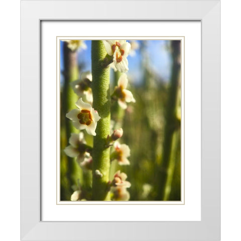 Pencil Buds I White Modern Wood Framed Art Print with Double Matting by Grayscale