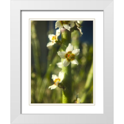 Pencil Buds II White Modern Wood Framed Art Print with Double Matting by Grayscale