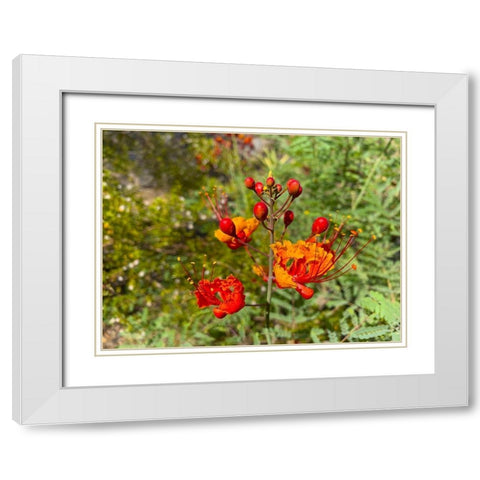 Bird Of Paradise III White Modern Wood Framed Art Print with Double Matting by Grayscale