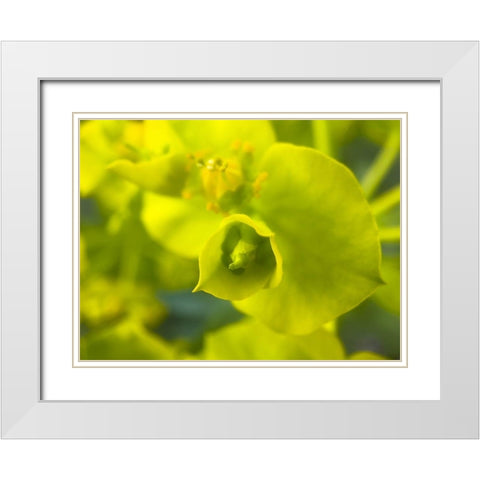 Green Flower II White Modern Wood Framed Art Print with Double Matting by Grayscale